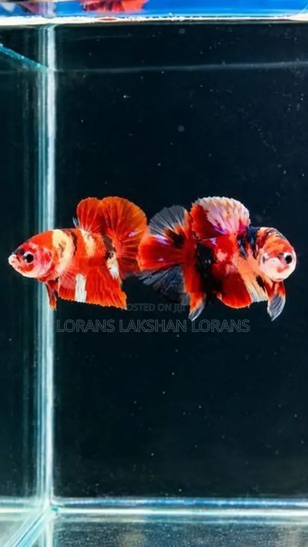 Laka Betta Fish
