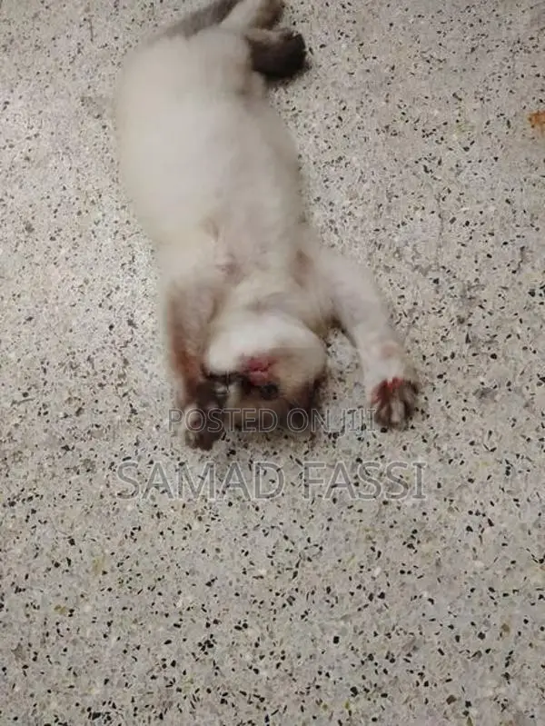 Himalaya Persian Cat