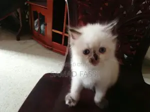 Himalaya Persian Cat