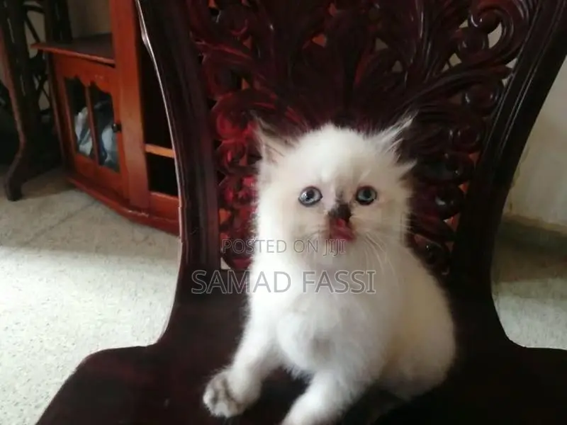 Himalaya Persian Cat
