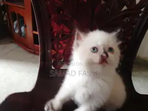Himalaya Persian Cat