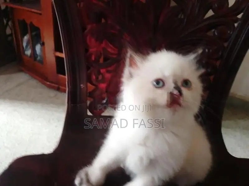 Himalaya Persian Cat