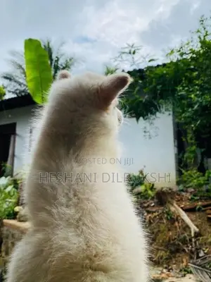Pomeranian