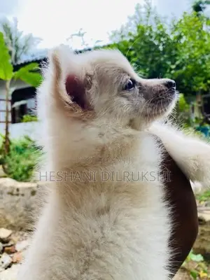 Pomeranian