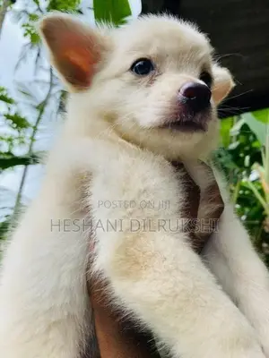 Pomeranian