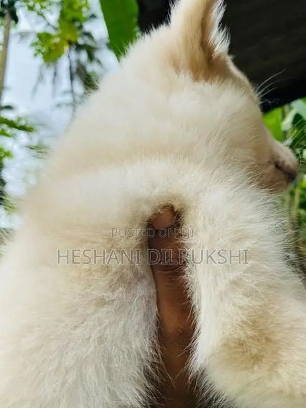Pomeranian