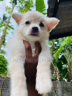 Pomeranian