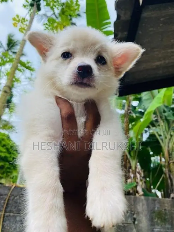 Pomeranian