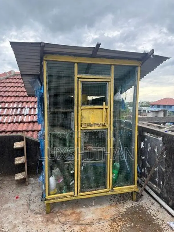 Pigeon Cage