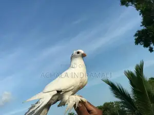 Pure White Pouter Pigeon - සුදු පරෙවියා
