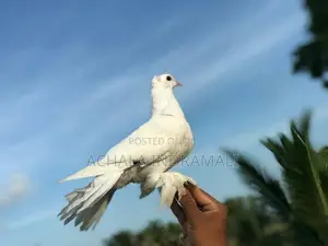 Pure White Pouter Pigeon - සුදු පරෙවියා