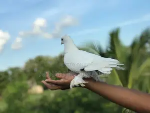 Pure White Pouter Pigeon - සුදු පරෙවියා