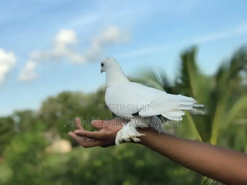 Pure White Pouter Pigeon - සුදු පරෙවියා