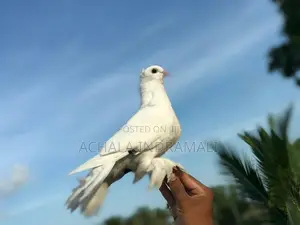 Pure White Pouter Pigeon - සුදු පරෙවියා