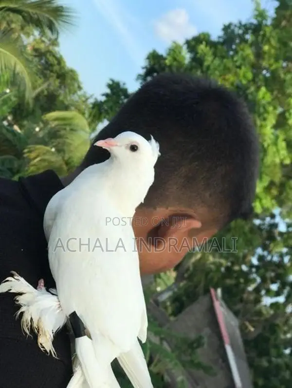 Pure White Pouter Pigeon - සුදු පරෙවියා
