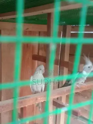 Cocktail Birds
