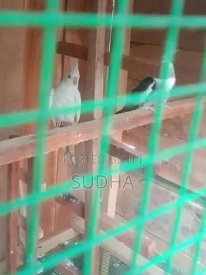 Cocktail Birds