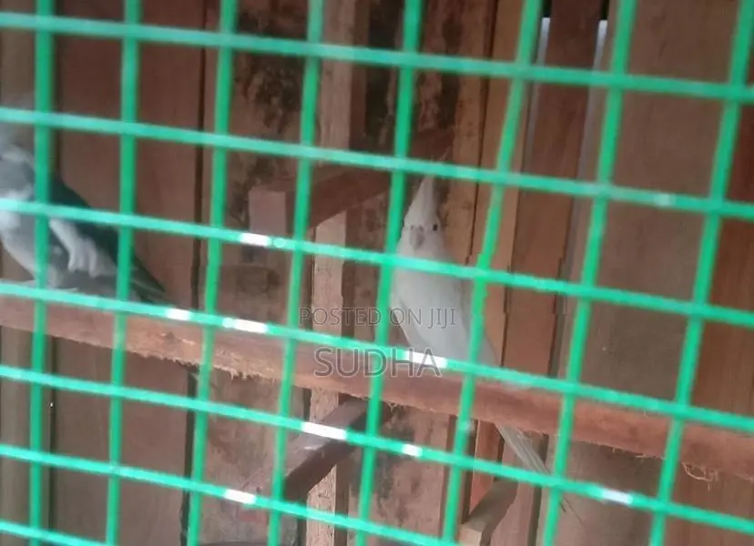 Cocktail Birds