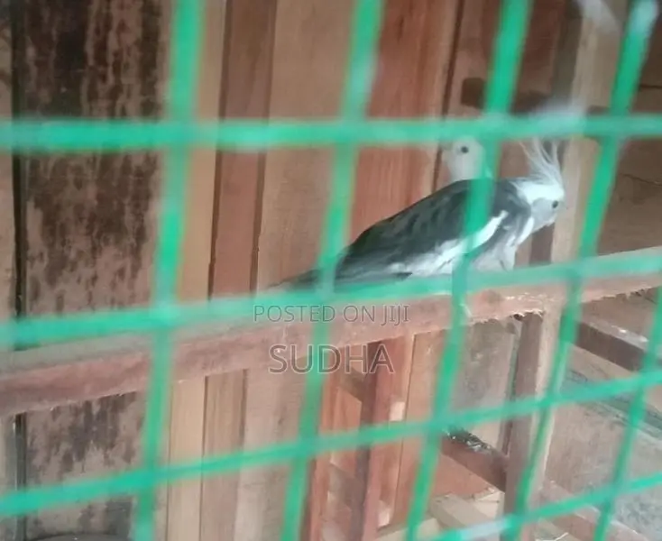 Cocktail Birds