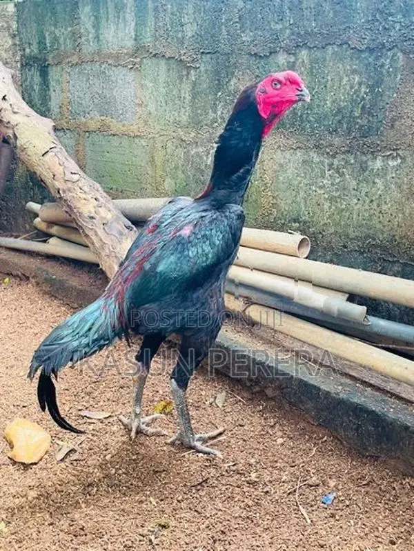 Burum Rooster