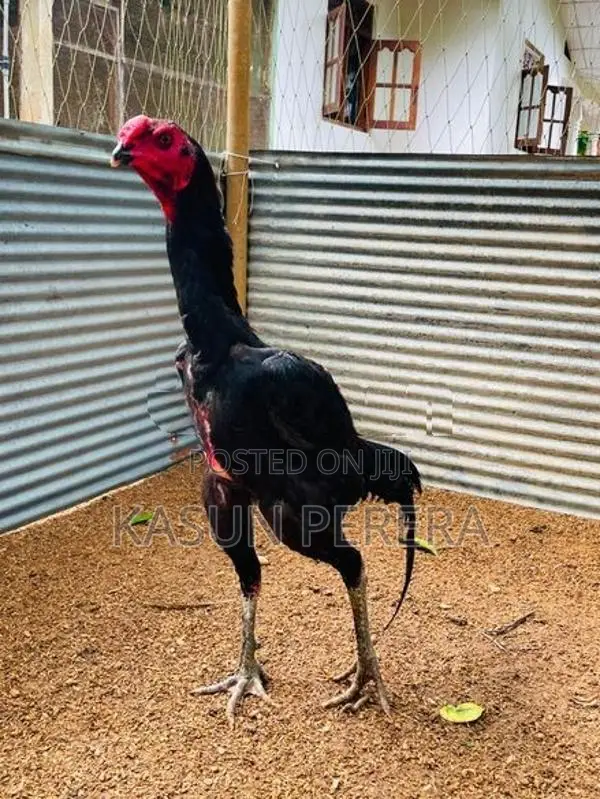 Burum Rooster