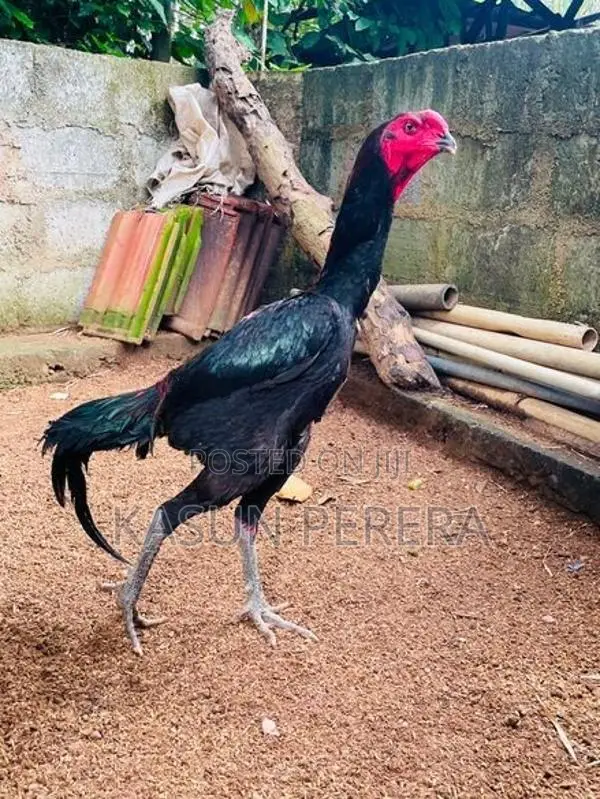 Burum Rooster