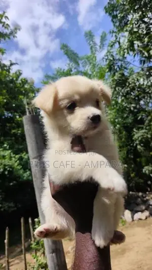 Lion Pomeranian