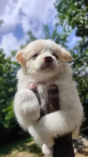 Lion Pomeranian