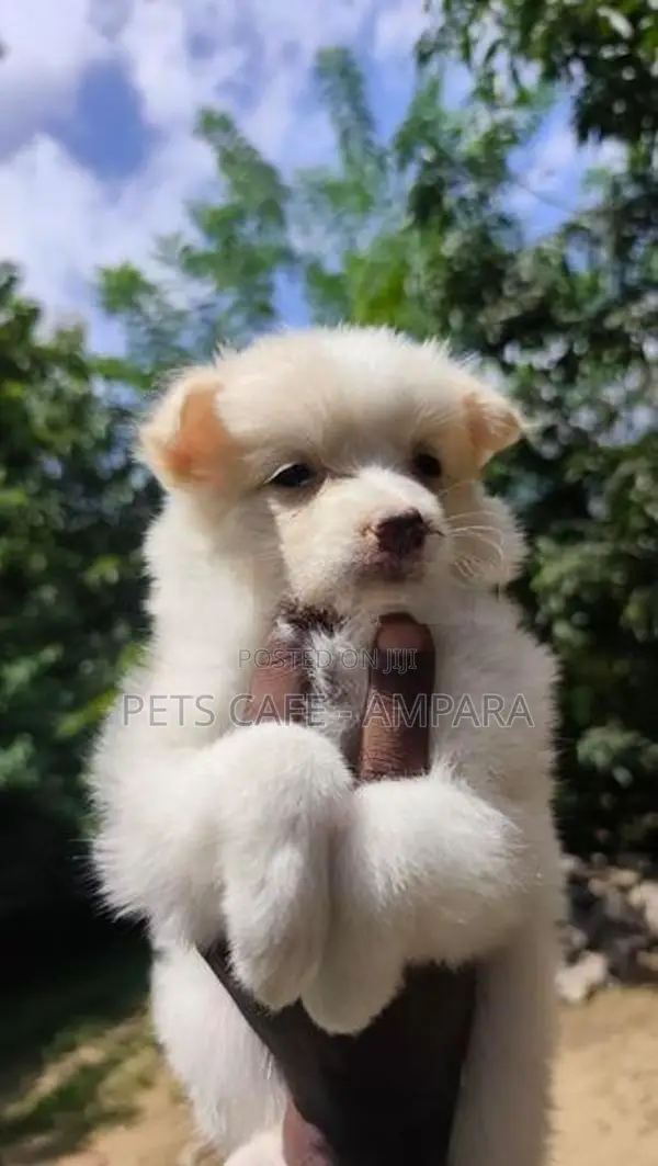 Lion Pomeranian