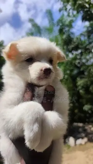 Lion Pomeranian