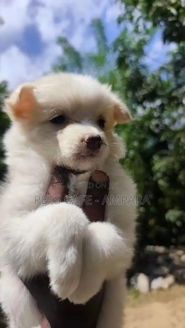Lion Pomeranian