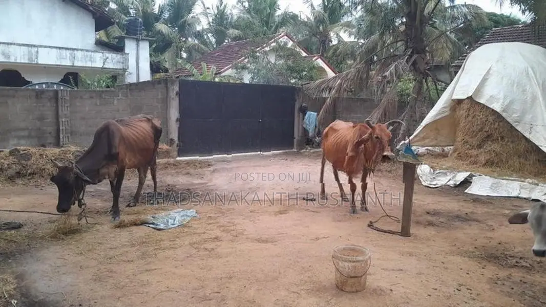 வீட்டில் வளர்க்கப்படும் பாம் மாடுகள் - Livestock