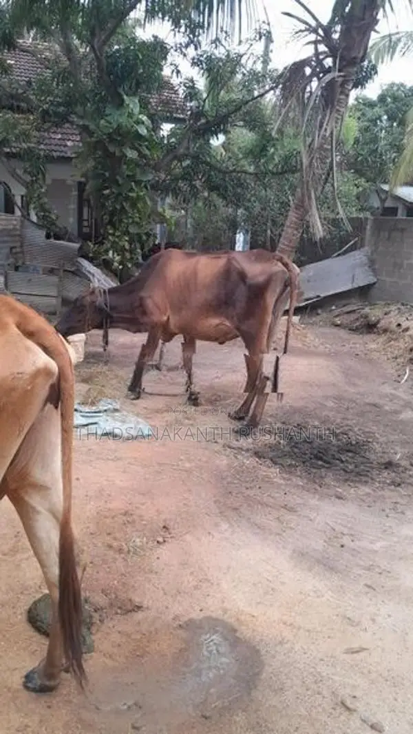 வீட்டில் வளர்க்கப்படும் பாம் மாடுகள் - Livestock