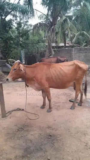 வீட்டில் வளர்க்கப்படும் பாம் மாடுகள் - Livestock