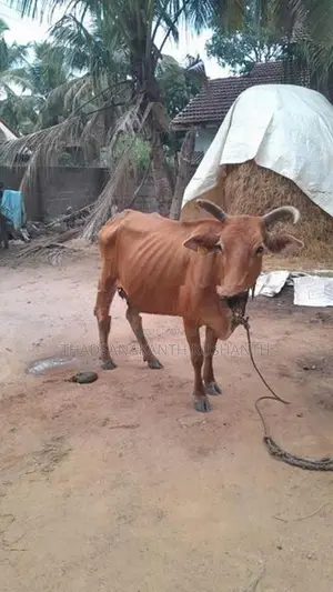வீட்டில் வளர்க்கப்படும் பாம் மாடுகள் - Livestock