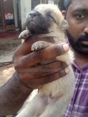German Shepherd Puppy