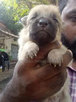German Shepherd Puppy