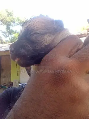 German Shepherd Puppy