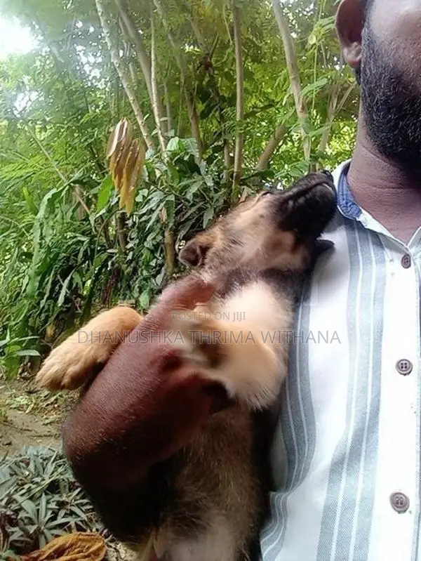 German Shepherd Puppy