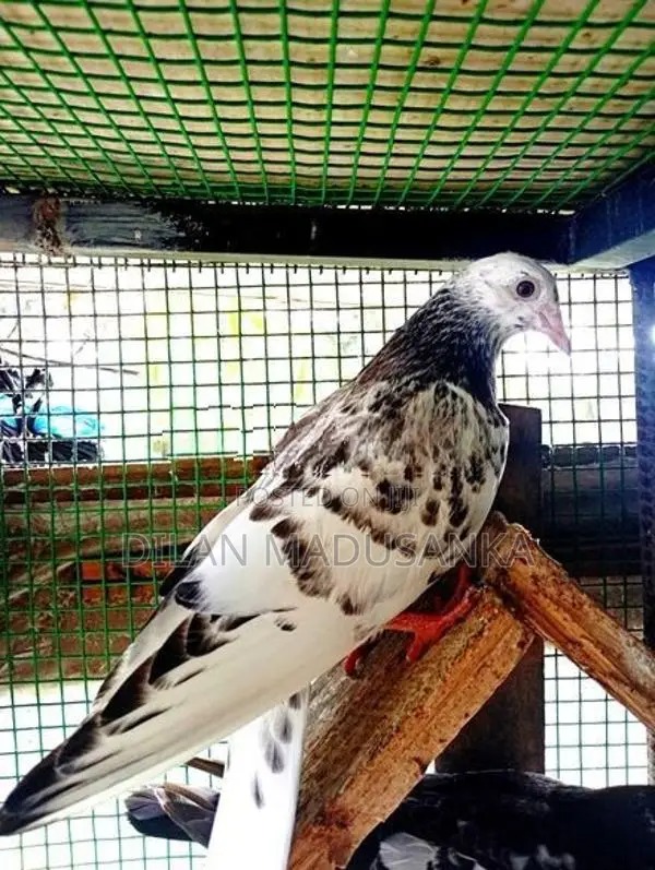 Pigeon