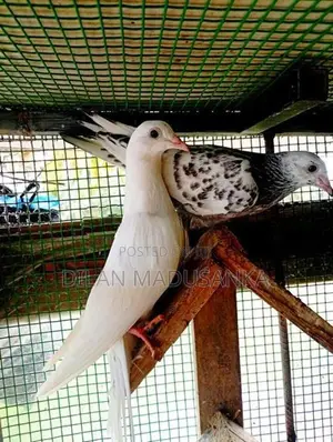 Pigeon