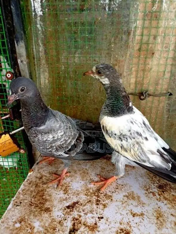 Pigeon