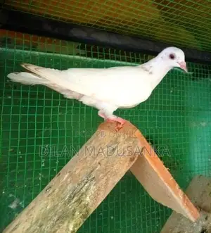 Pigeon