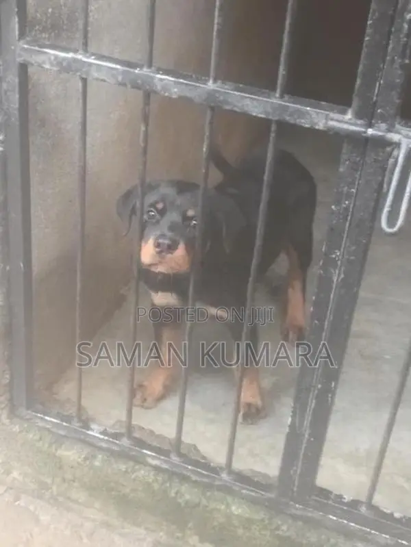 Rottweiler Female Dog Price
