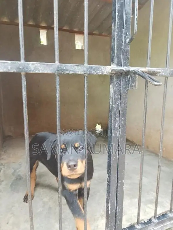 Rottweiler Female Dog Price