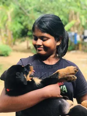 Rottweiler Female Dog Price