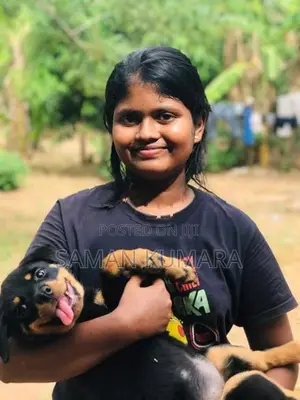 Rottweiler Female Dog Price