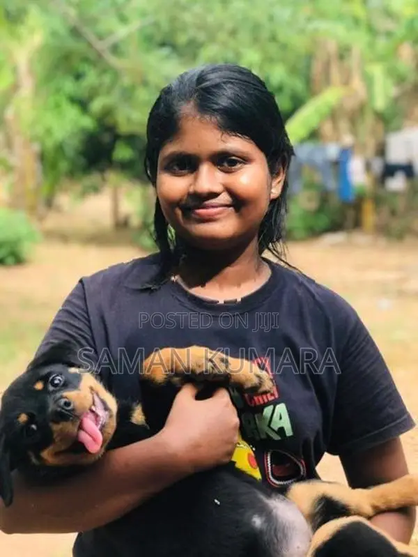 Rottweiler Female Dog Price