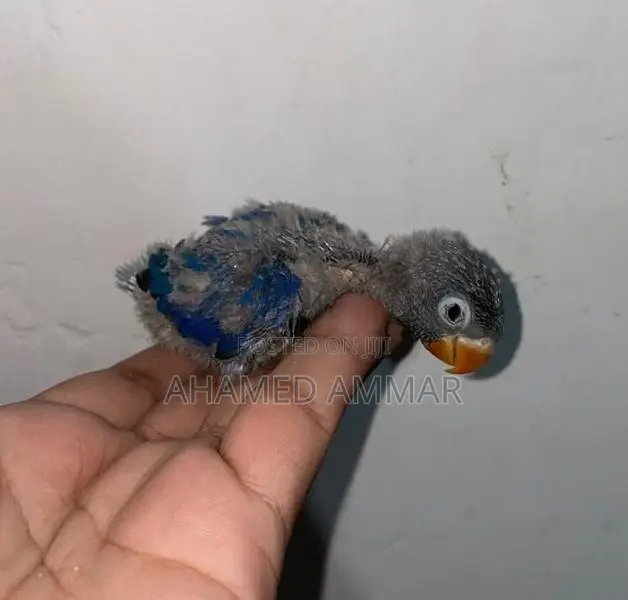 African Love Bird