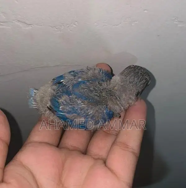 African Love Bird